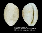 Trivirostra thaanumi
